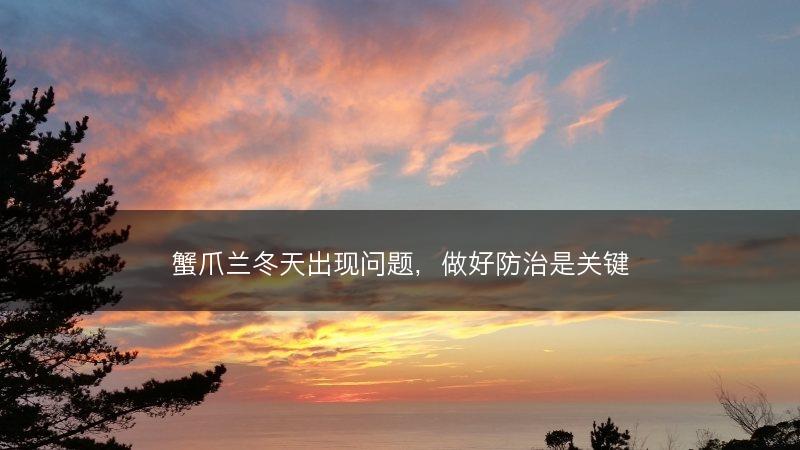 蟹爪兰冬天出现问题，做好防治是关键(图1)