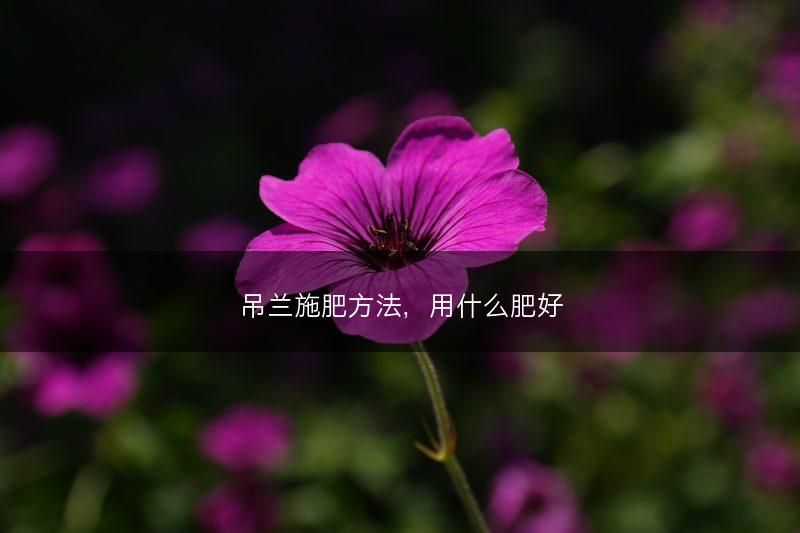 吊兰施肥方法，用什么肥好(图1)