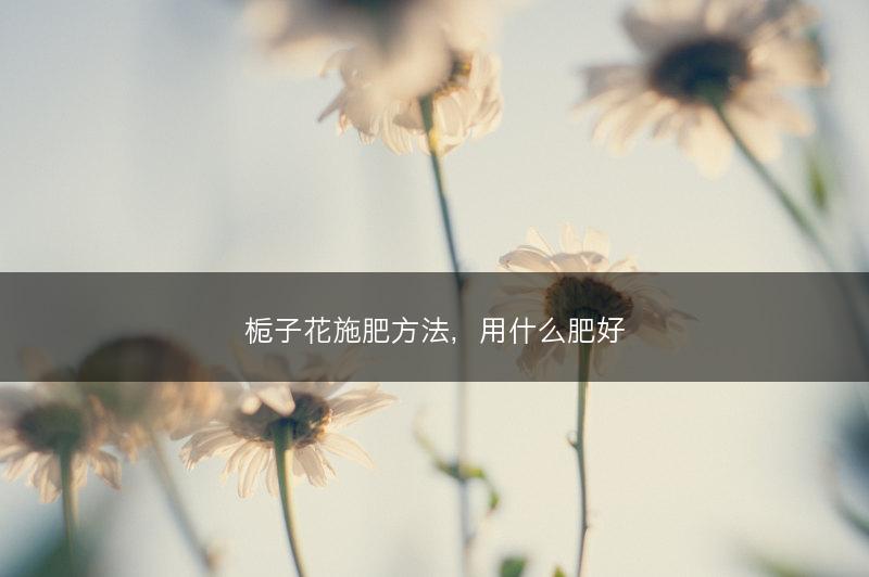 栀子花施肥方法，用什么肥好(图1)