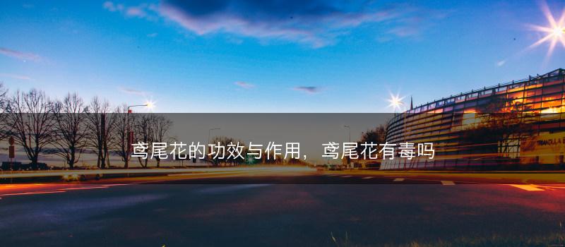 鸢尾花的功效与作用，鸢尾花有毒吗(图1)