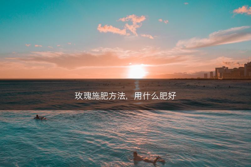 玫瑰施肥方法，用什么肥好(图1)