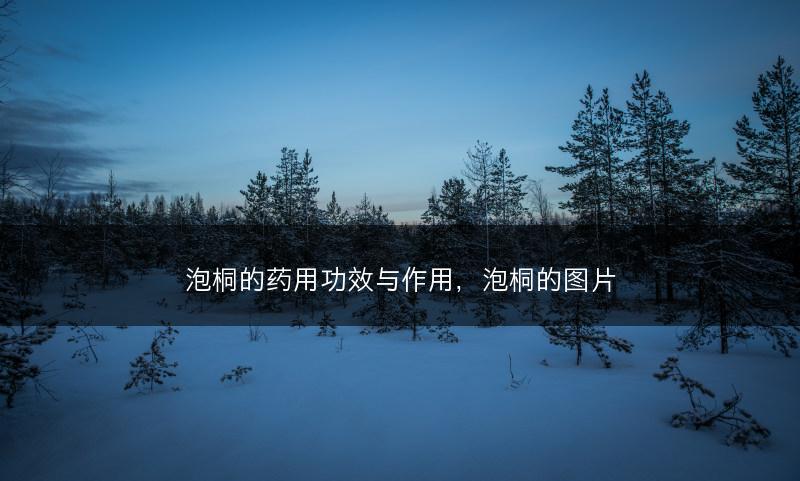 泡桐的药用功效与作用，泡桐的图片(图1)