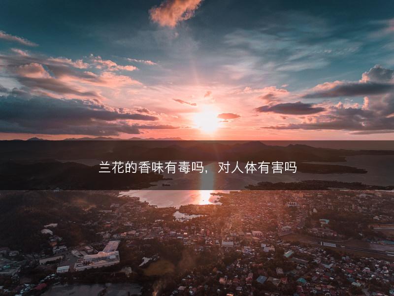兰花的香味有毒吗，对人体有害吗(图1)