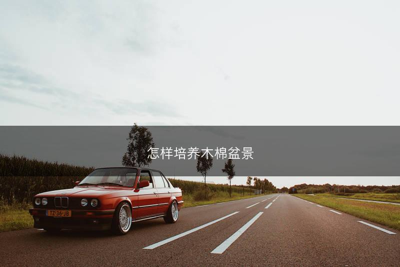 怎样培养木棉盆景(图1)