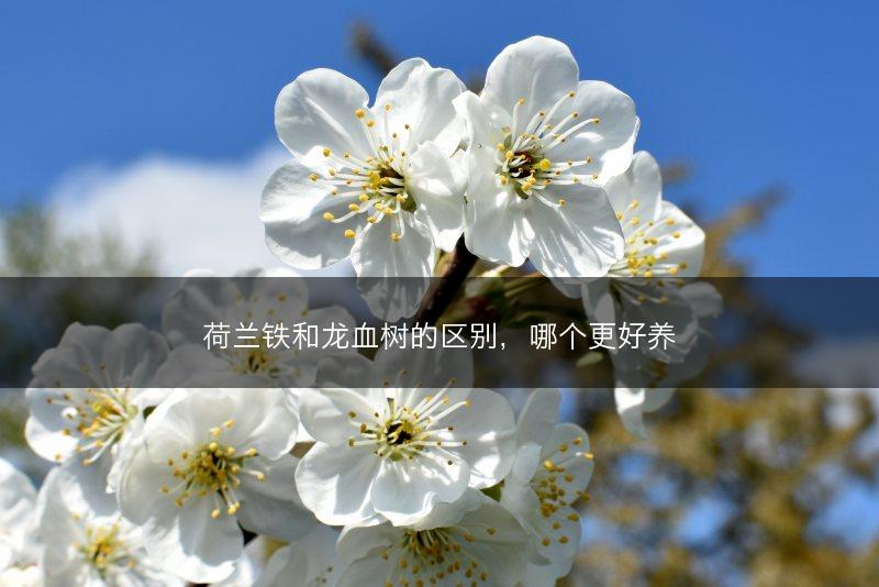 荷兰铁和龙血树的区别，哪个更好养(图1)