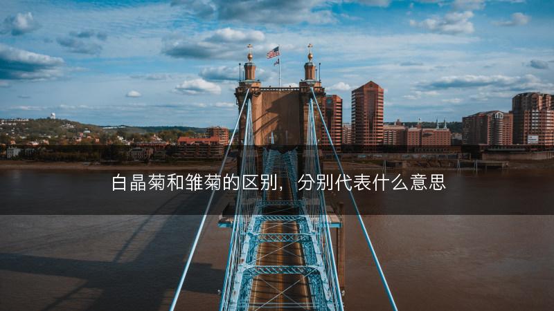 白晶菊和雏菊的区别，分别代表什么意思(图1)