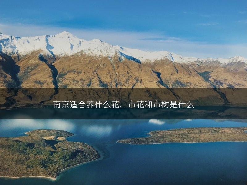 南京适合养什么花，市花和市树是什么(图1)