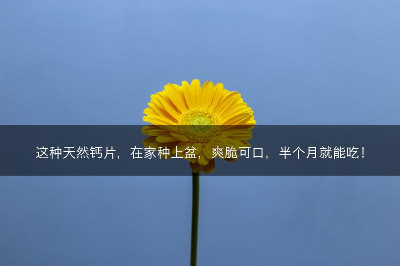 这种天然钙片，在家种上盆，爽脆可口，半个月就能吃！(图1)