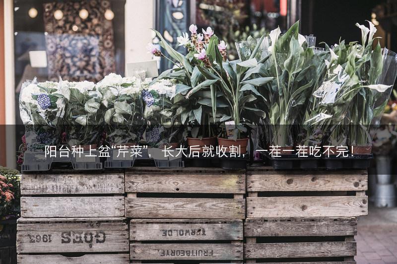 阳台种上盆“芹菜”，长大后就收割，一茬一茬吃不完！(图1)