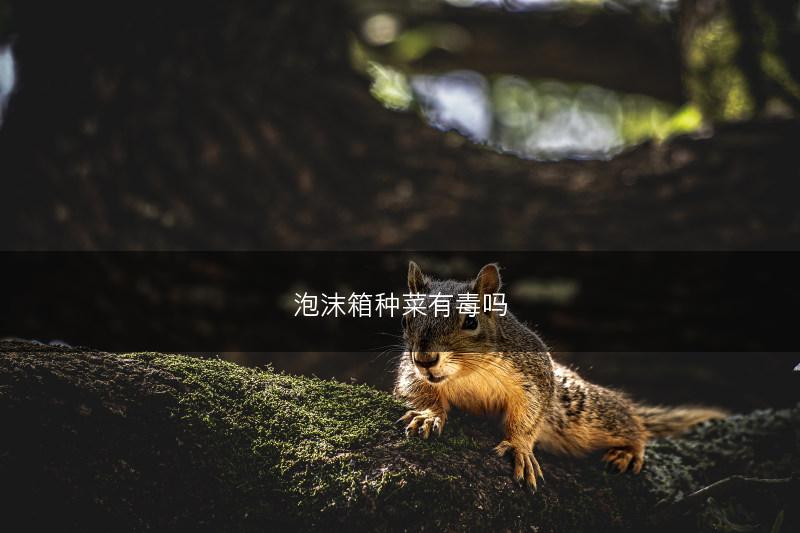 泡沫箱种菜有毒吗(图1)