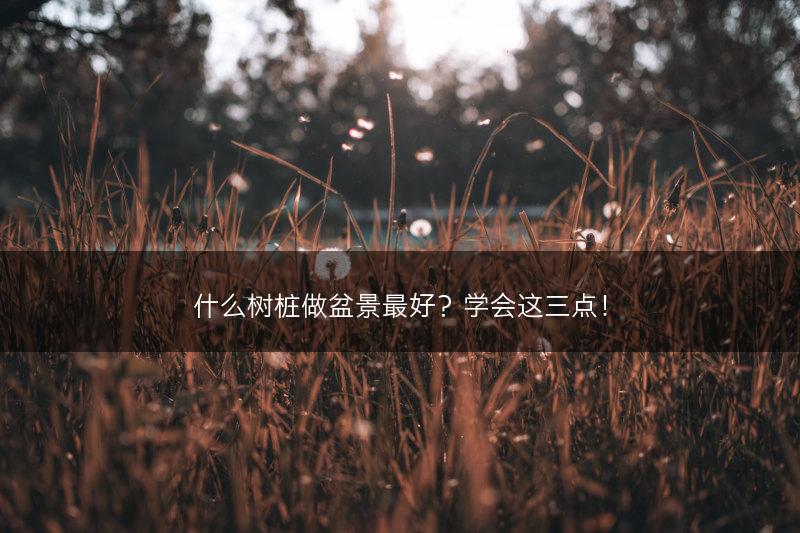 什么树桩做盆景最好？学会这三点！(图1)