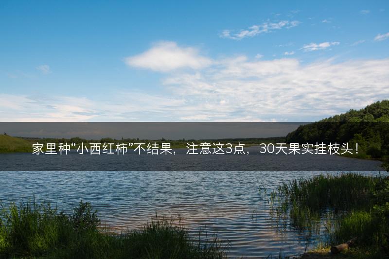 家里种“小西红柿”不结果，注意这3点，30天果实挂枝头！(图1)
