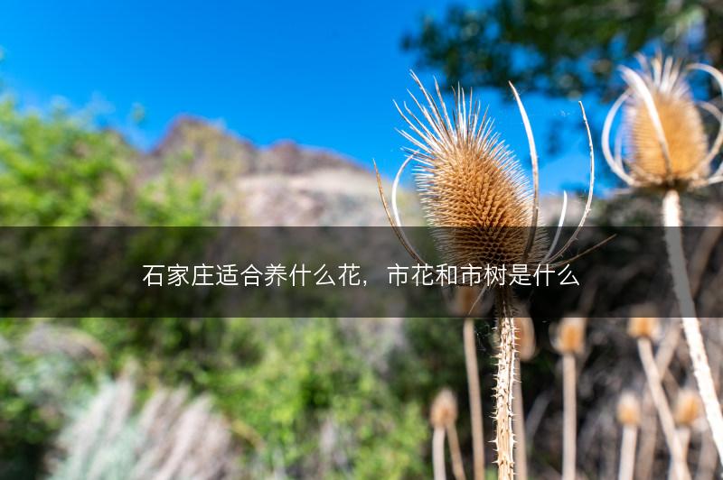 石家庄适合养什么花，市花和市树是什么(图1)