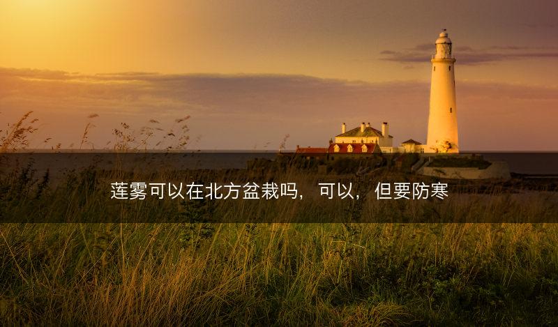 莲雾可以在北方盆栽吗，可以，但要防寒(图1)