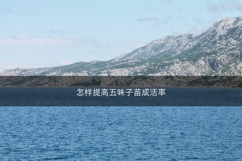 怎样提高五味子苗成活率(图1)