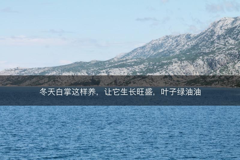 冬天白掌这样养，让它生长旺盛，叶子绿油油(图1)