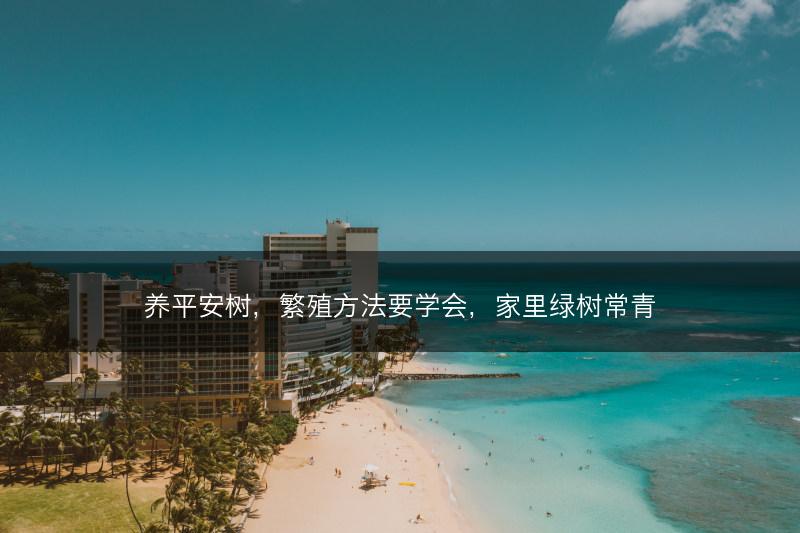 养平安树，繁殖方法要学会，家里绿树常青(图1)