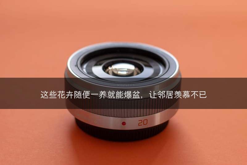 这些花卉随便一养就能爆盆，让邻居羡慕不已(图1)