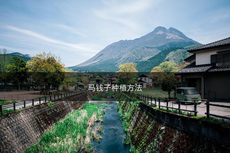 马钱子种植方法(图1)