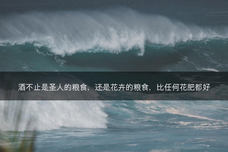 酒不止是圣人的粮食，还是花卉的粮食，比任何花肥都好(图1)