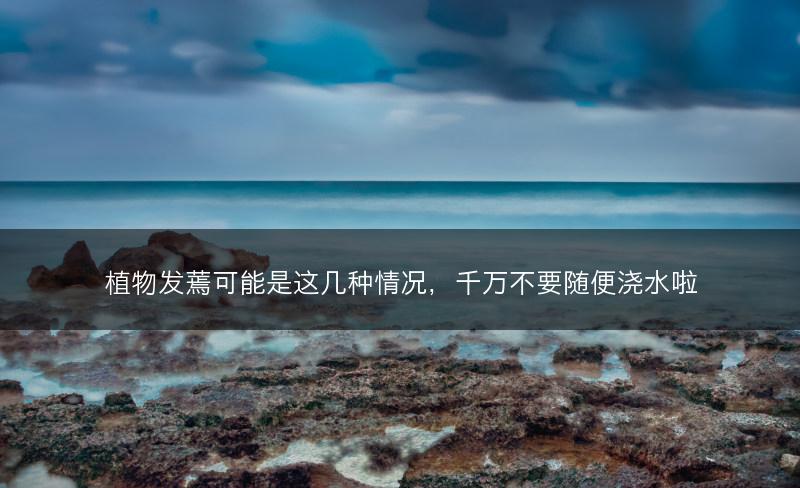 植物发蔫可能是这几种情况，千万不要随便浇水啦(图1)