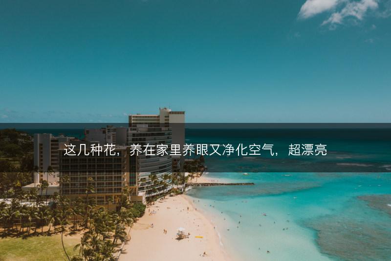 这几种花，养在家里养眼又净化空气，超漂亮(图1)