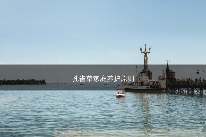 孔雀草家庭养护原则(图1)