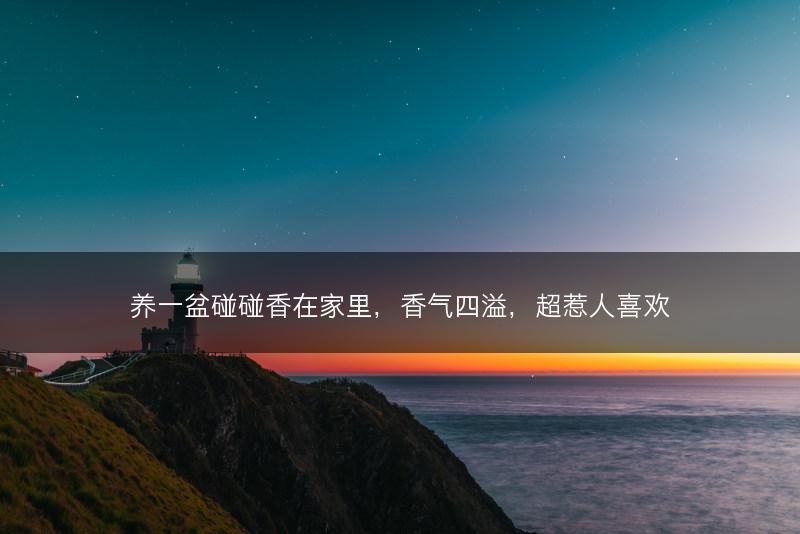 养一盆碰碰香在家里，香气四溢，超惹人喜欢(图1)