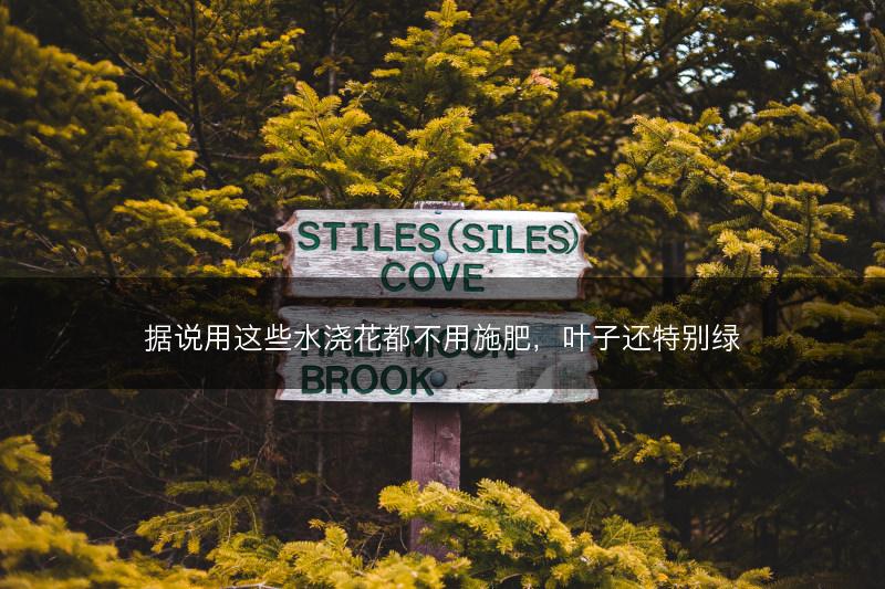 据说用这些水浇花都不用施肥，叶子还特别绿(图1)