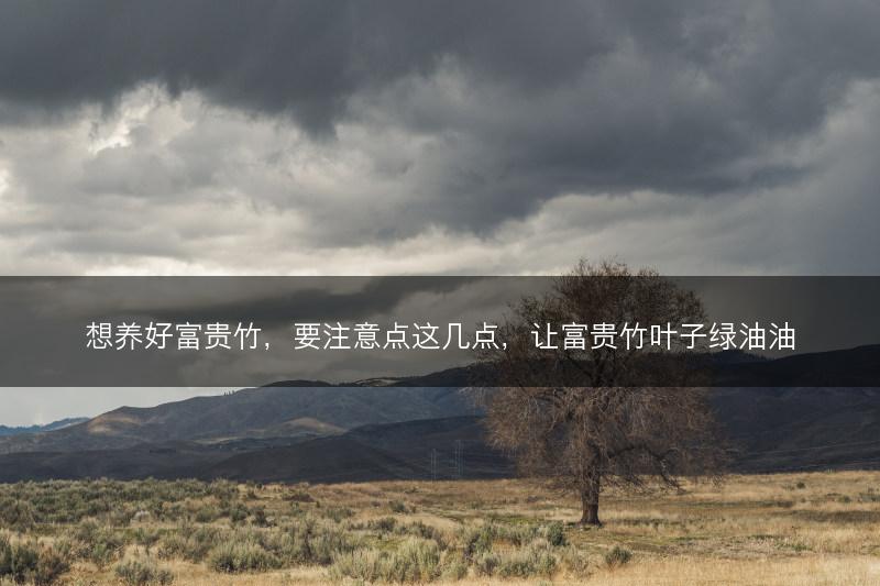 想养好富贵竹，要注意点这几点，让富贵竹叶子绿油油(图1)