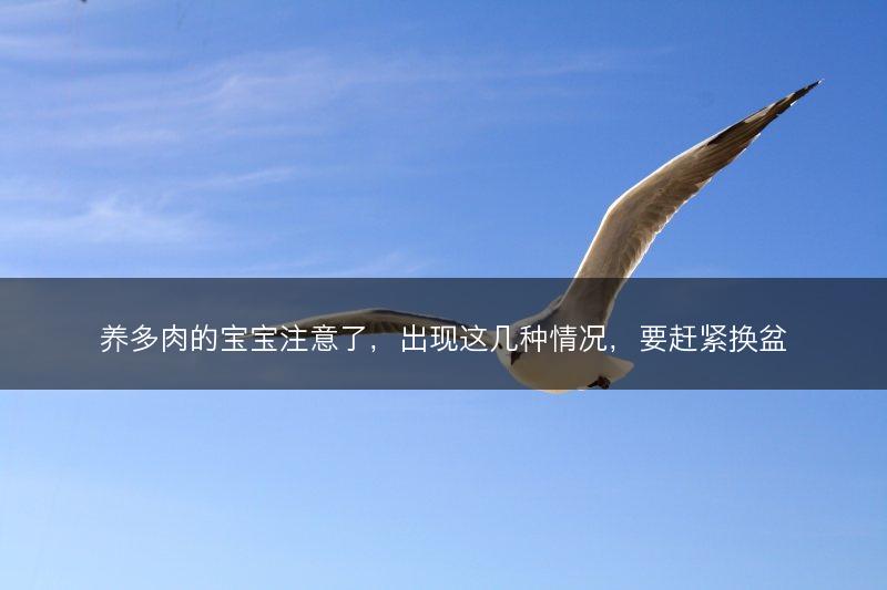 养多肉的宝宝注意了，出现这几种情况，要赶紧换盆(图1)