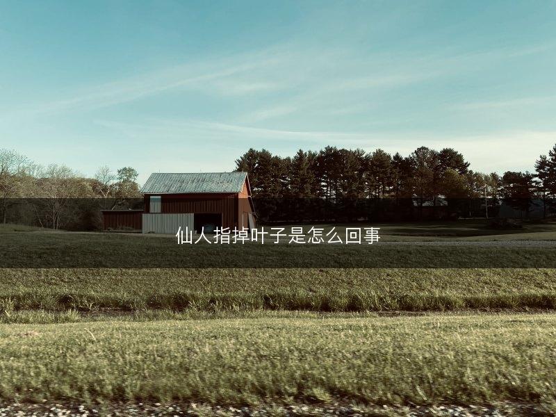仙人指掉叶子是怎么回事(图1)