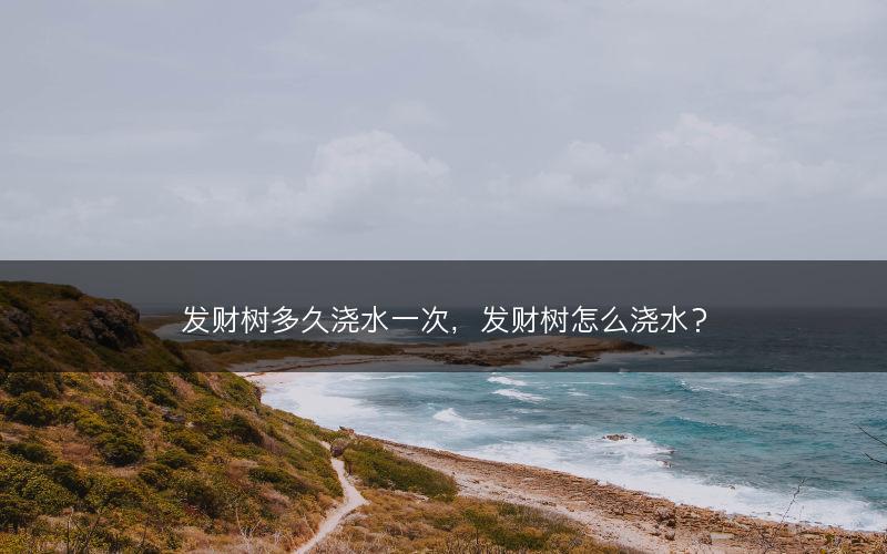 发财树多久浇水一次，发财树怎么浇水？(图1)