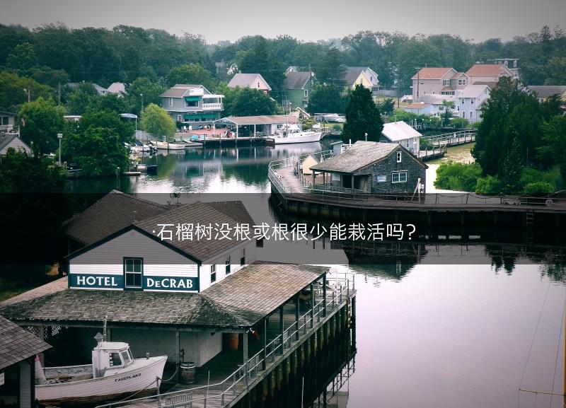 ·石榴树没根或根很少能栽活吗？(图1)