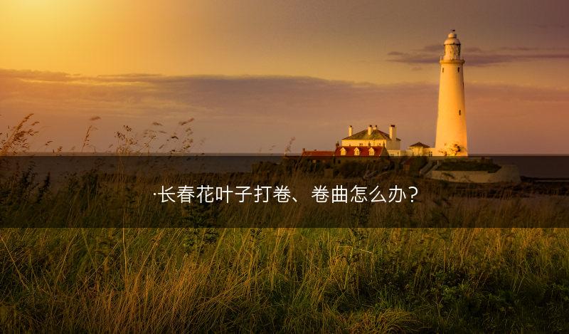 ·长春花叶子打卷、卷曲怎么办？(图1)