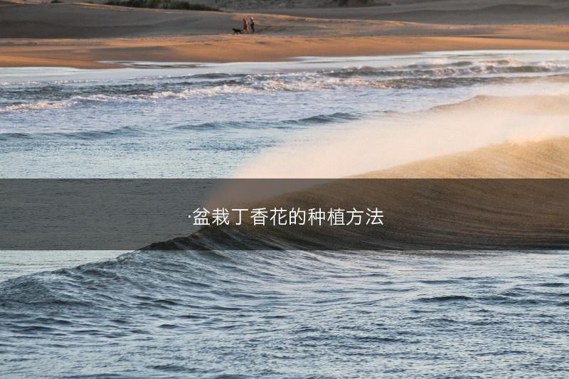 ·盆栽丁香花的种植方法(图1)