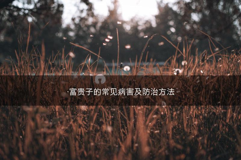 ·富贵子的常见病害及防治方法(图1)