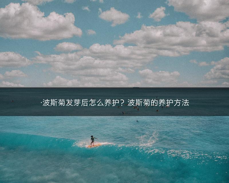 ·波斯菊发芽后怎么养护？波斯菊的养护方法(图1)