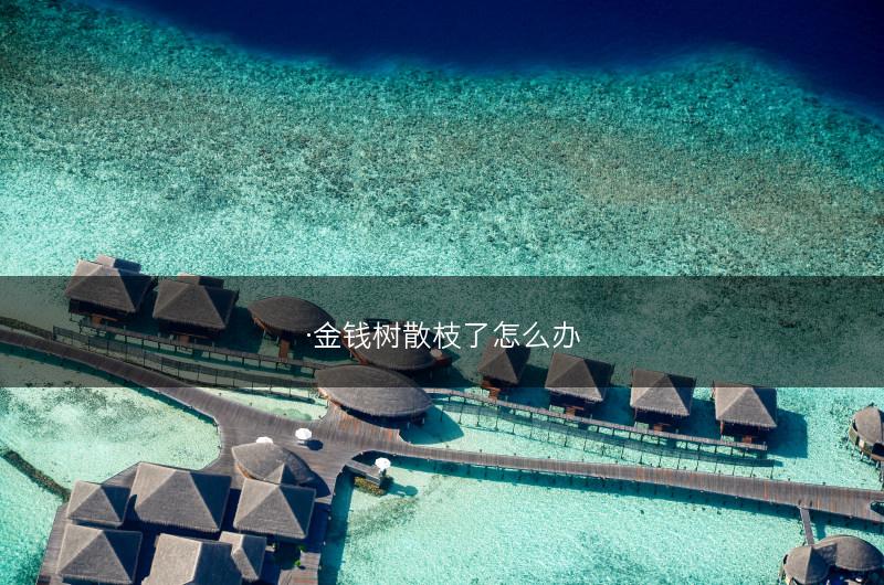 ·金钱树散枝了怎么办(图1)