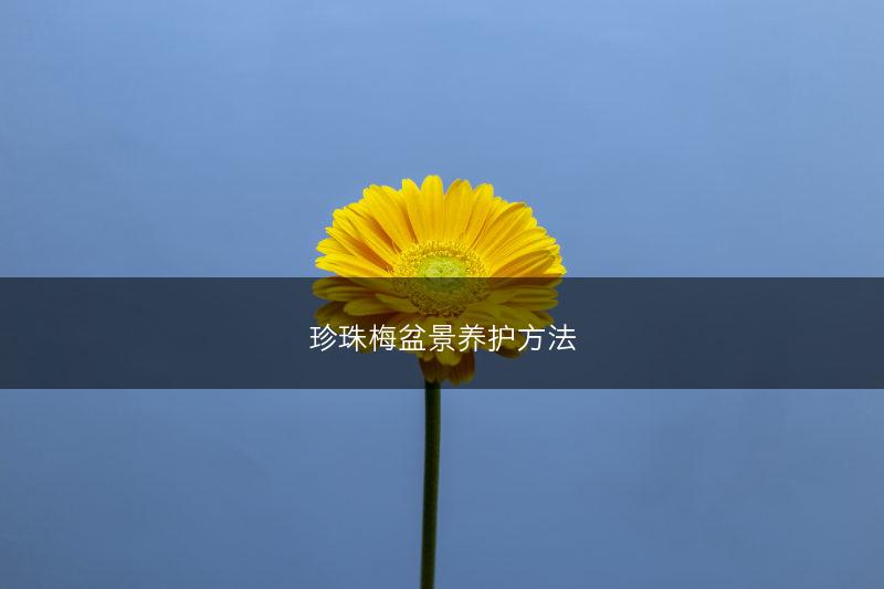 珍珠梅盆景养护方法(图1)