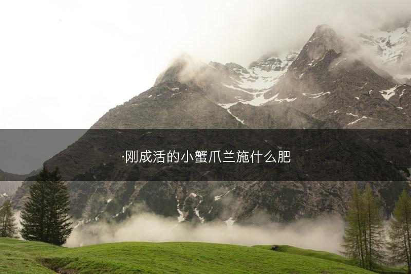 ·刚成活的小蟹爪兰施什么肥(图1)