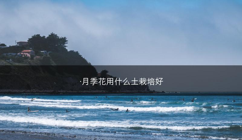 ·月季花用什么土栽培好(图1)