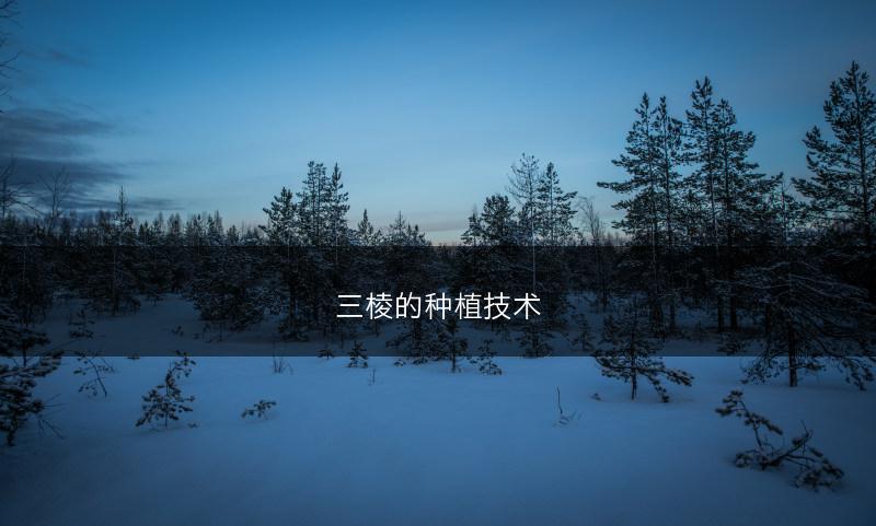 三棱的种植技术(图1)