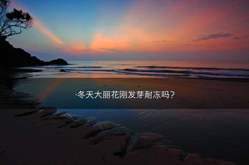 ·冬天大丽花刚发芽耐冻吗？(图1)