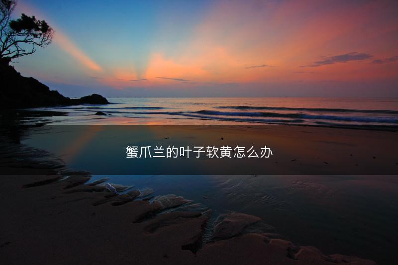 蟹爪兰的叶子软黄怎么办(图1)
