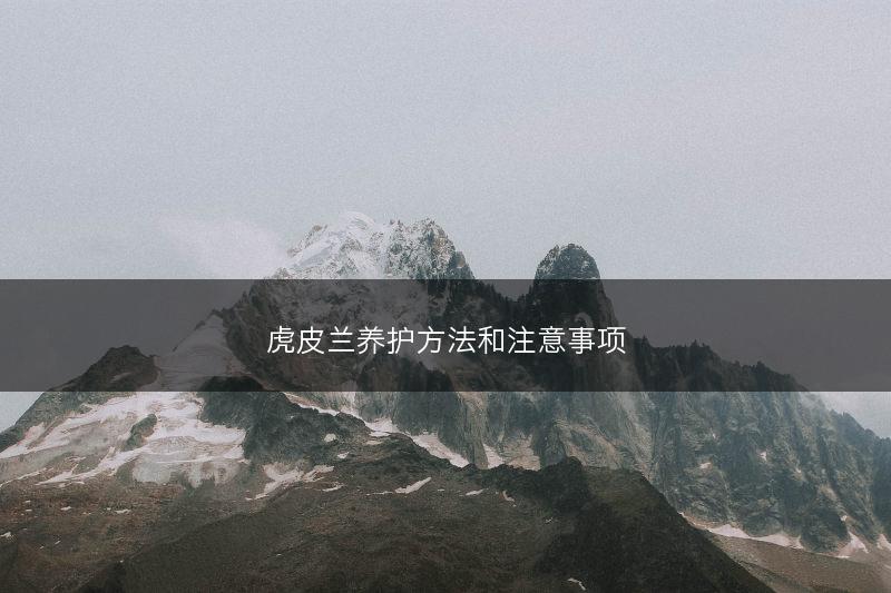 虎皮兰养护方法和注意事项(图1)