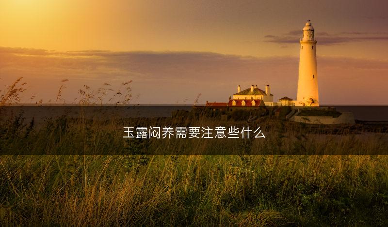 玉露闷养需要注意些什么(图1)