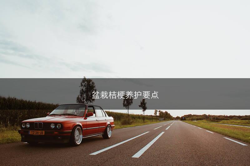 盆栽桔梗养护要点(图1)