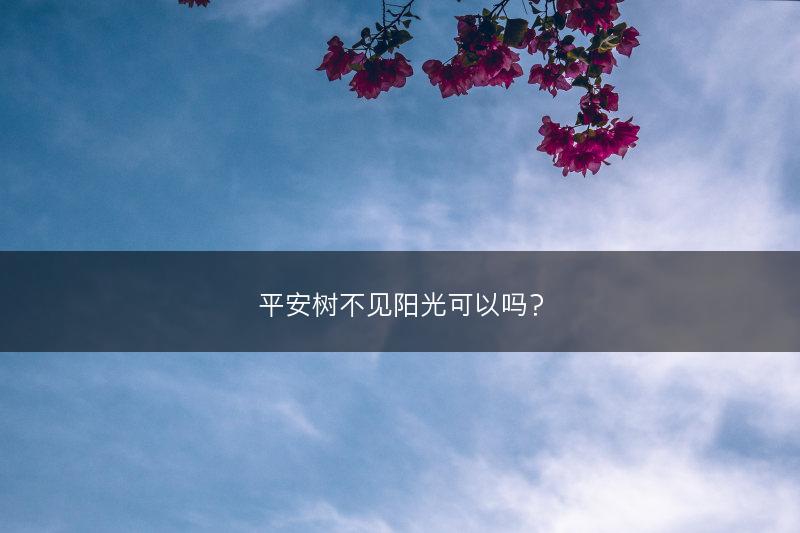 平安树不见阳光可以吗？(图1)
