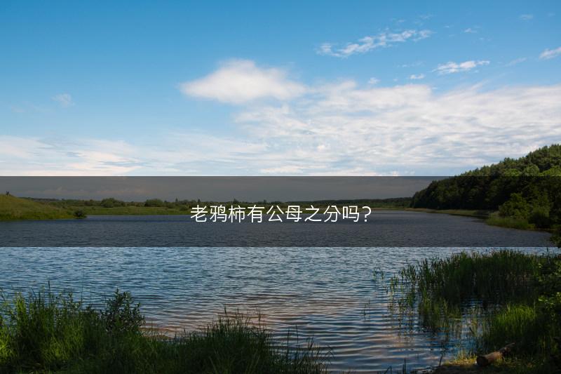 老鸦柿有公母之分吗？(图1)